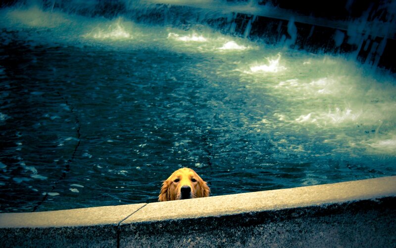 Golden Retriever in Water