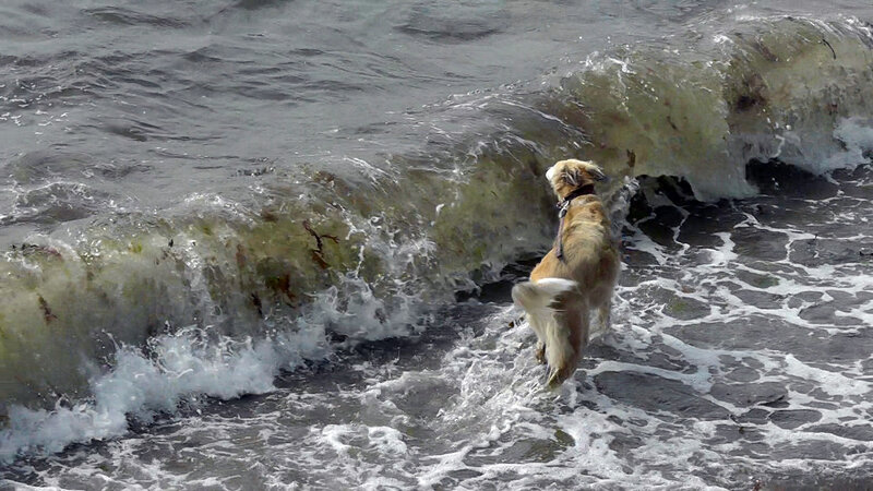 Golden Retriever in Waves