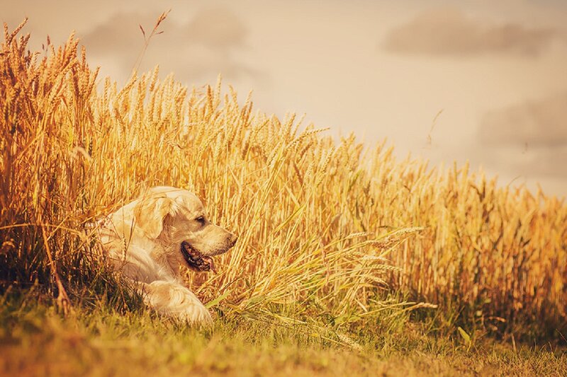Golden Retriever in Wheat Field