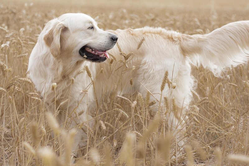 Golden Retriever in Wheat — Gold