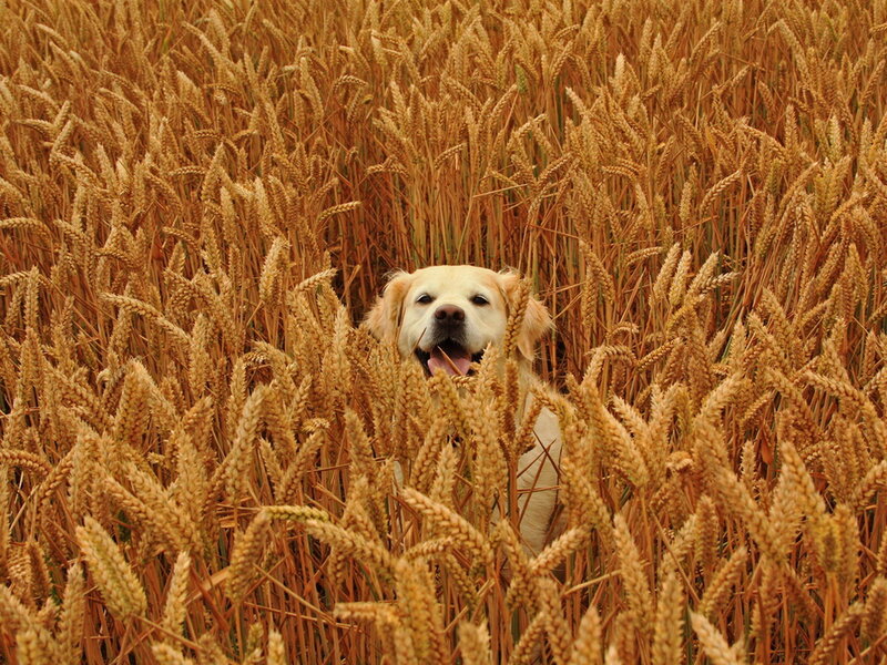 Golden Retriever in Wheat