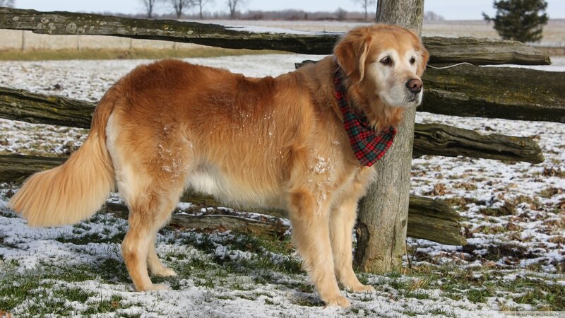 Golden Retriever in Winter