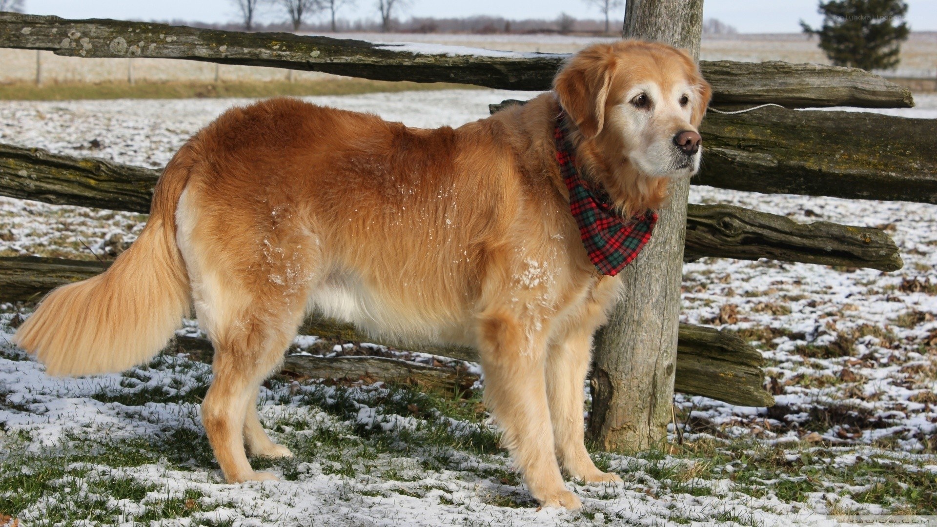 Golden Retriever in Winter