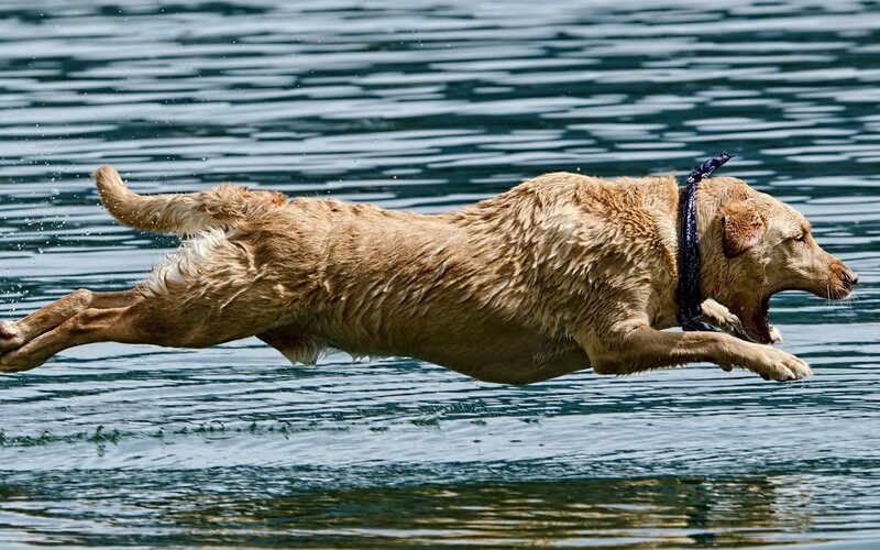 Golden Retriever Jumping