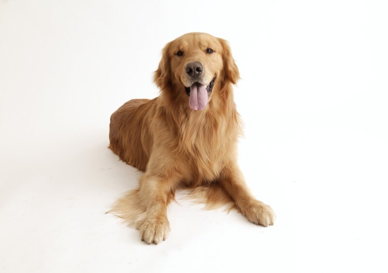 golden retriever lying down