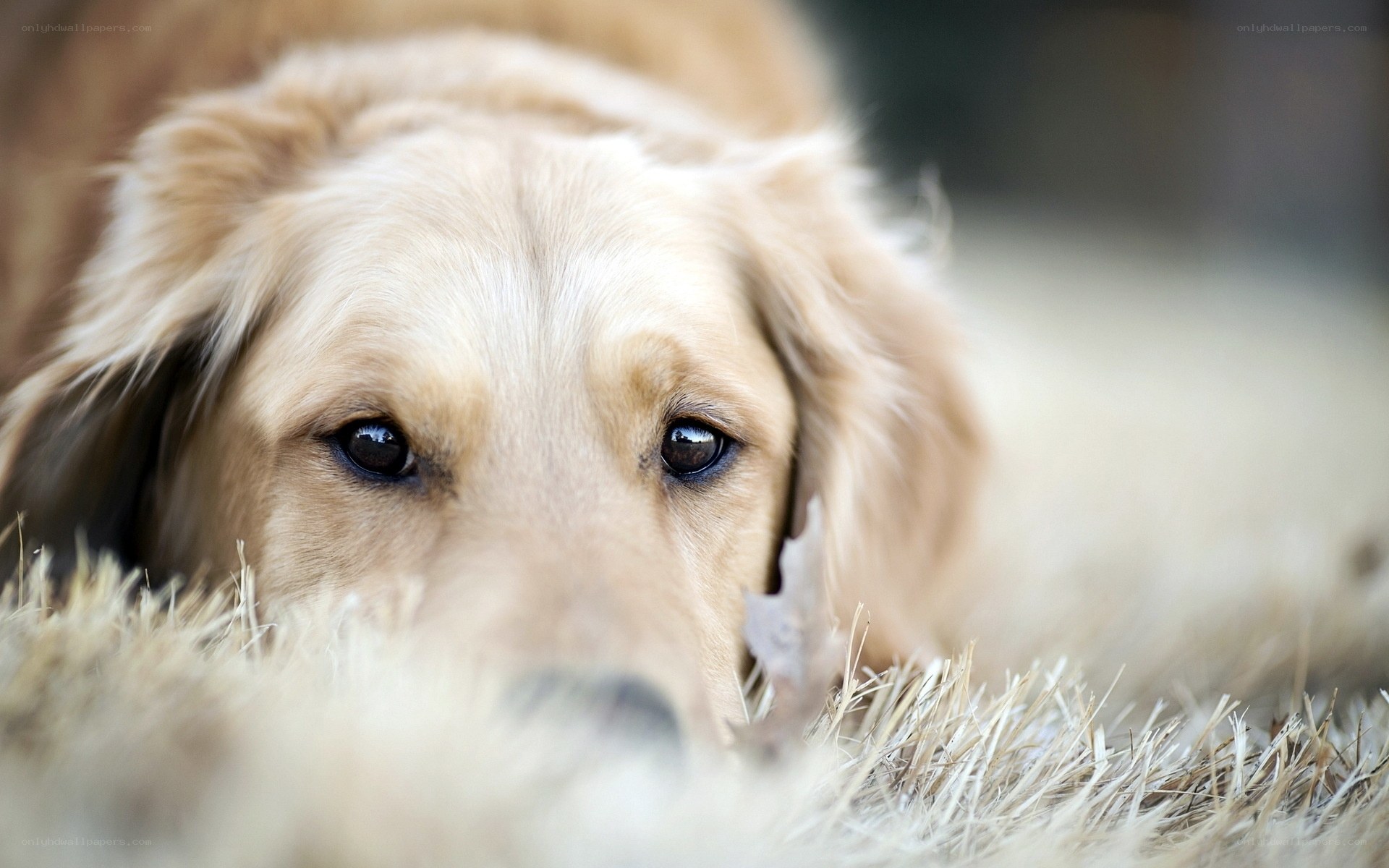 golden retriever lying in grass