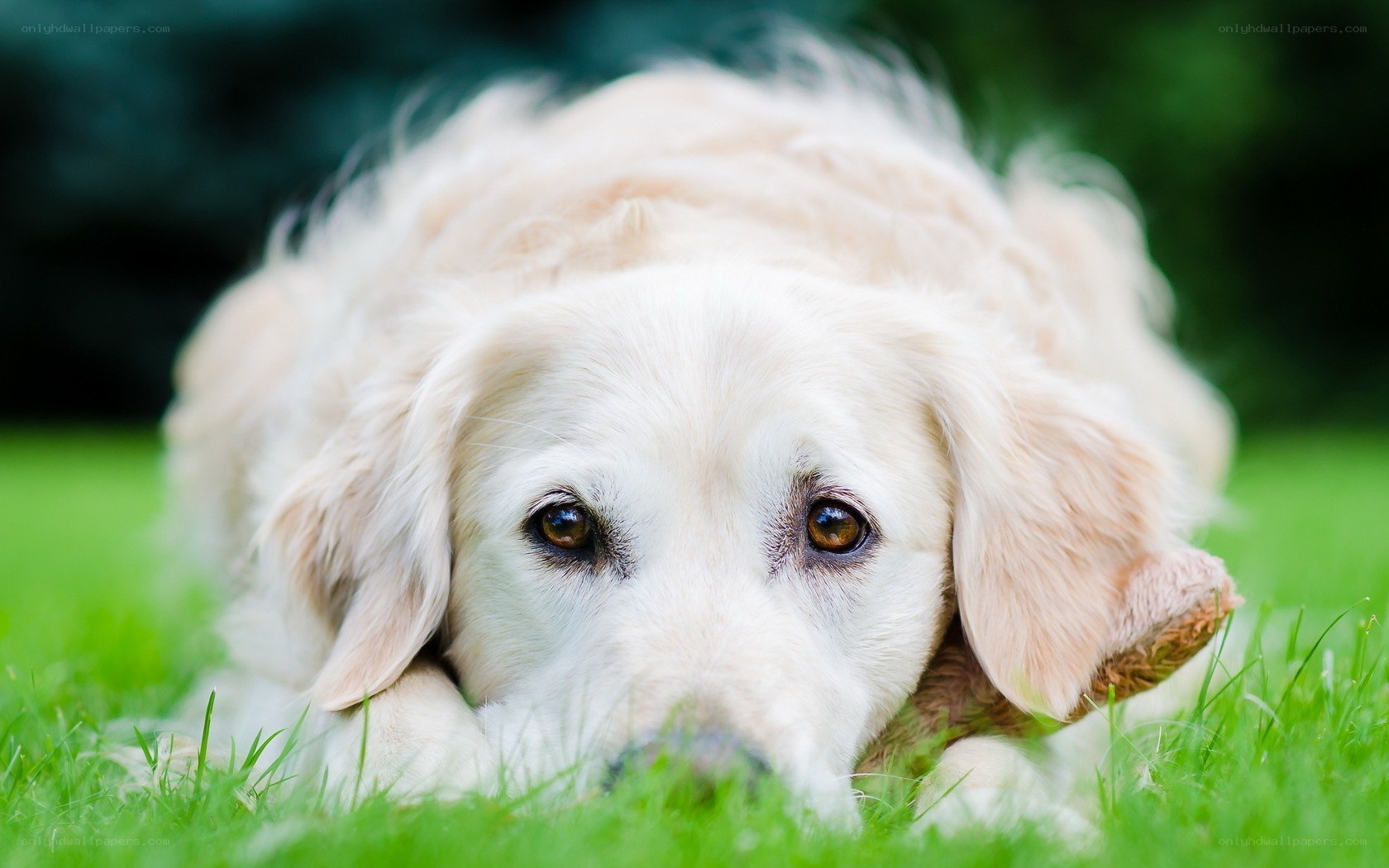 golden retriever lying on grass