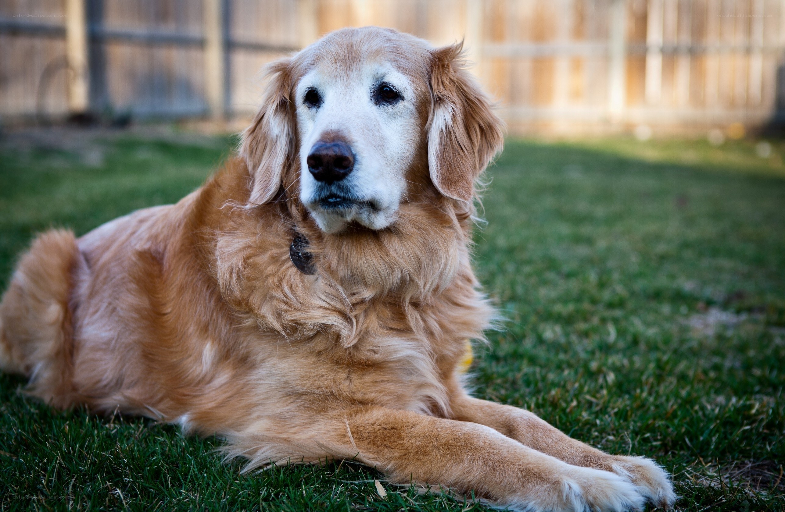 Golden Retriever lying on grass