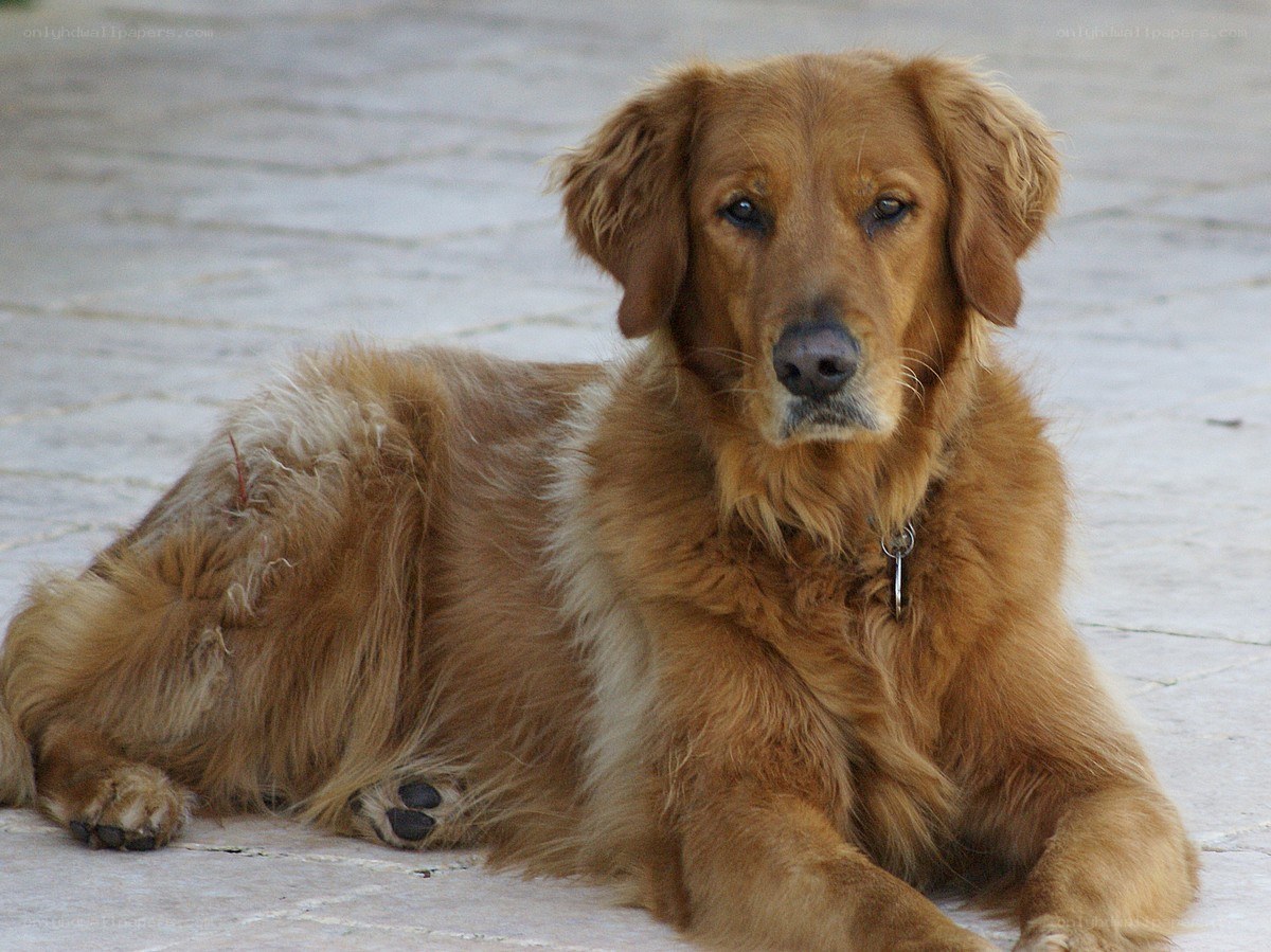 golden retriever lying on pavement