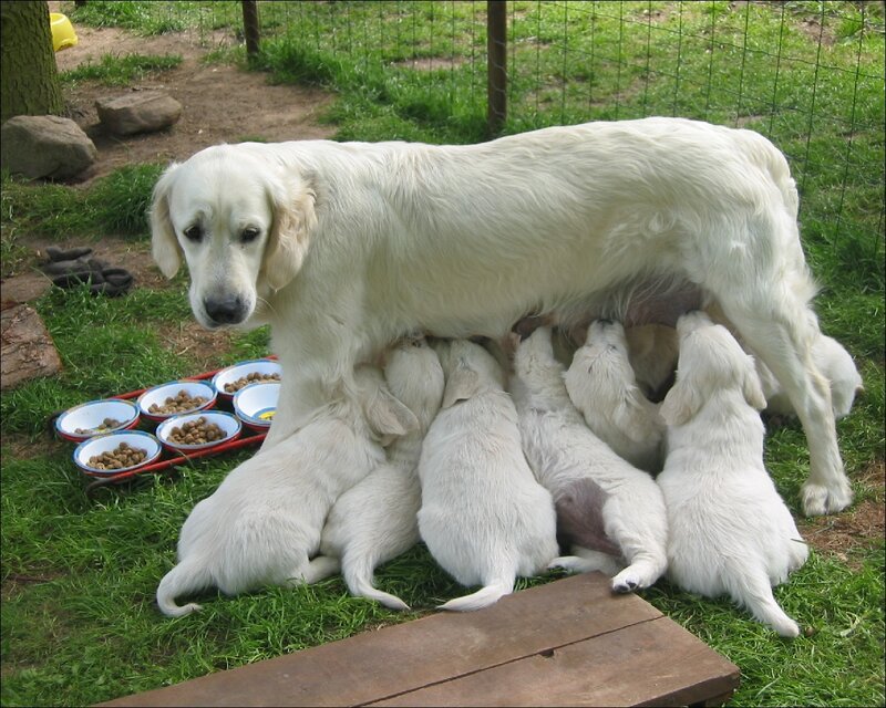 Golden Retriever Mother