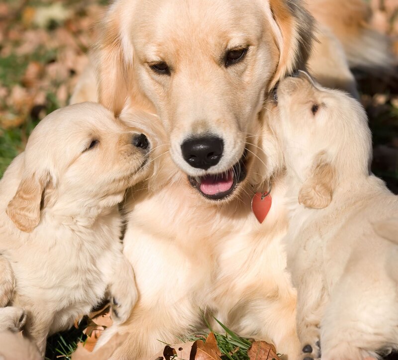 Golden Retriever Mother with Puppies