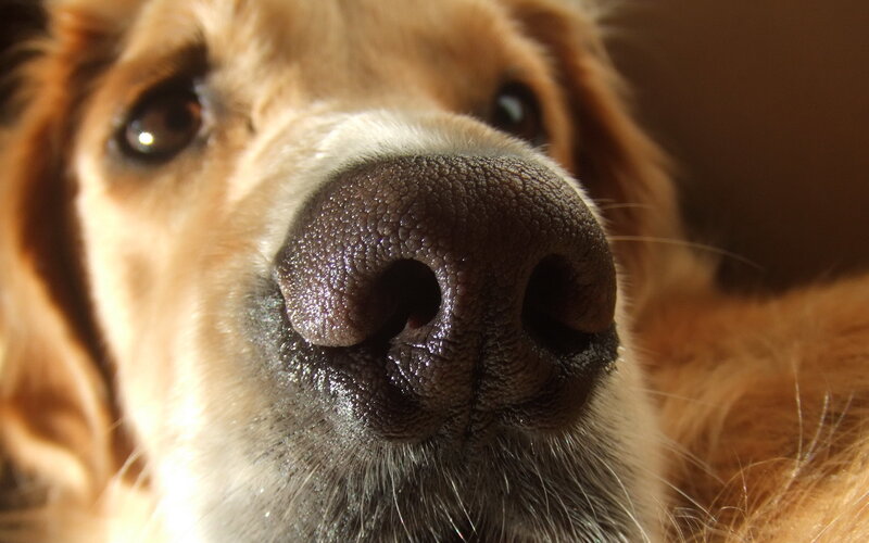 Golden Retriever Nose