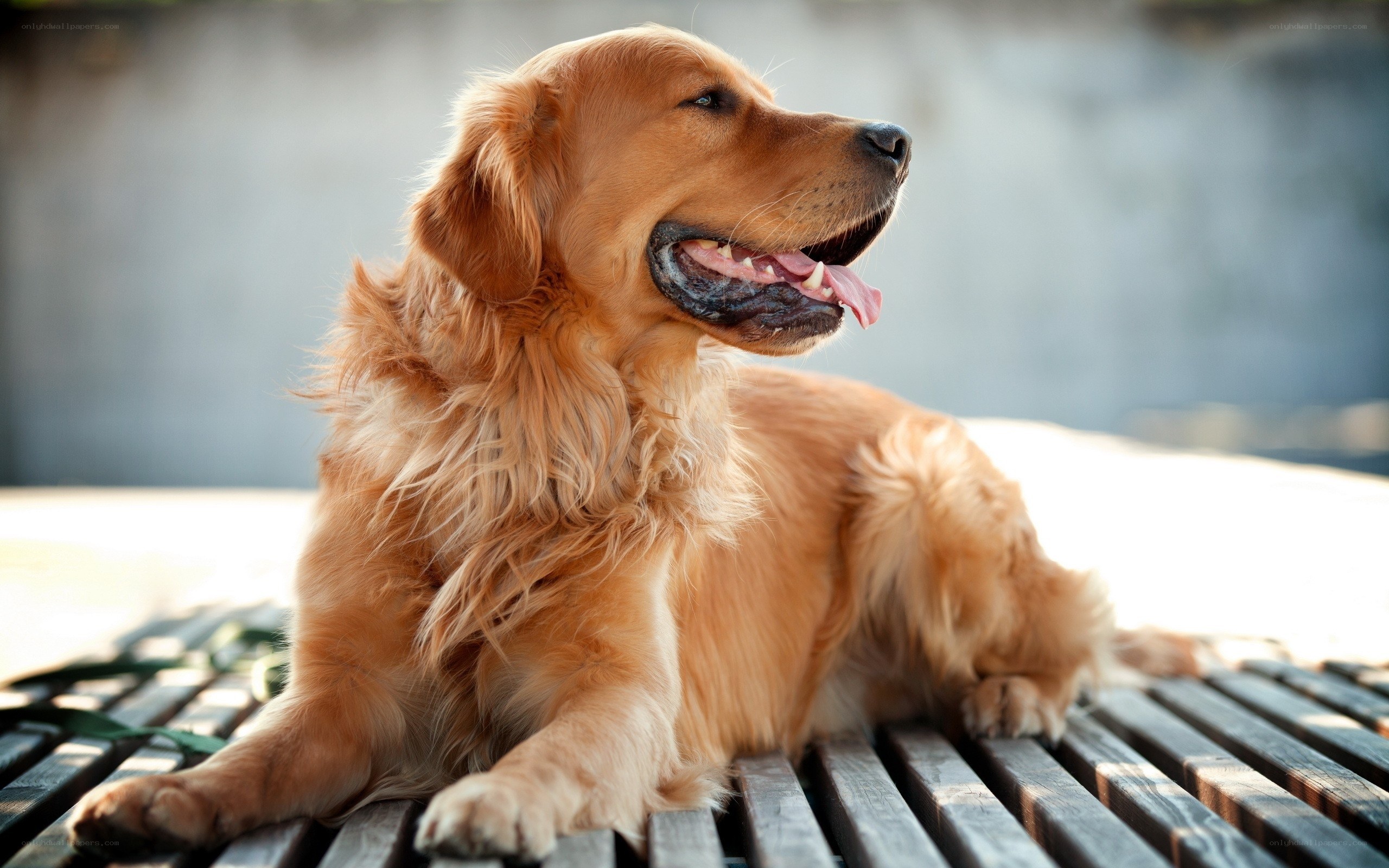 Golden Retriever on a bench