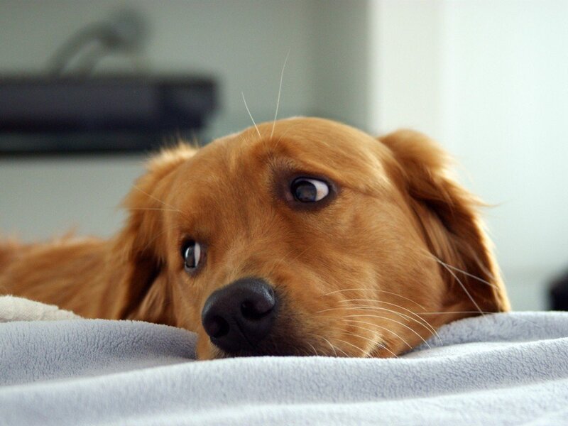 Golden retriever on a blanket
