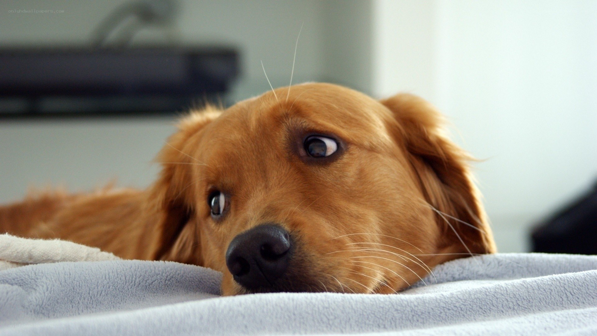 Golden Retriever on a Blanket
