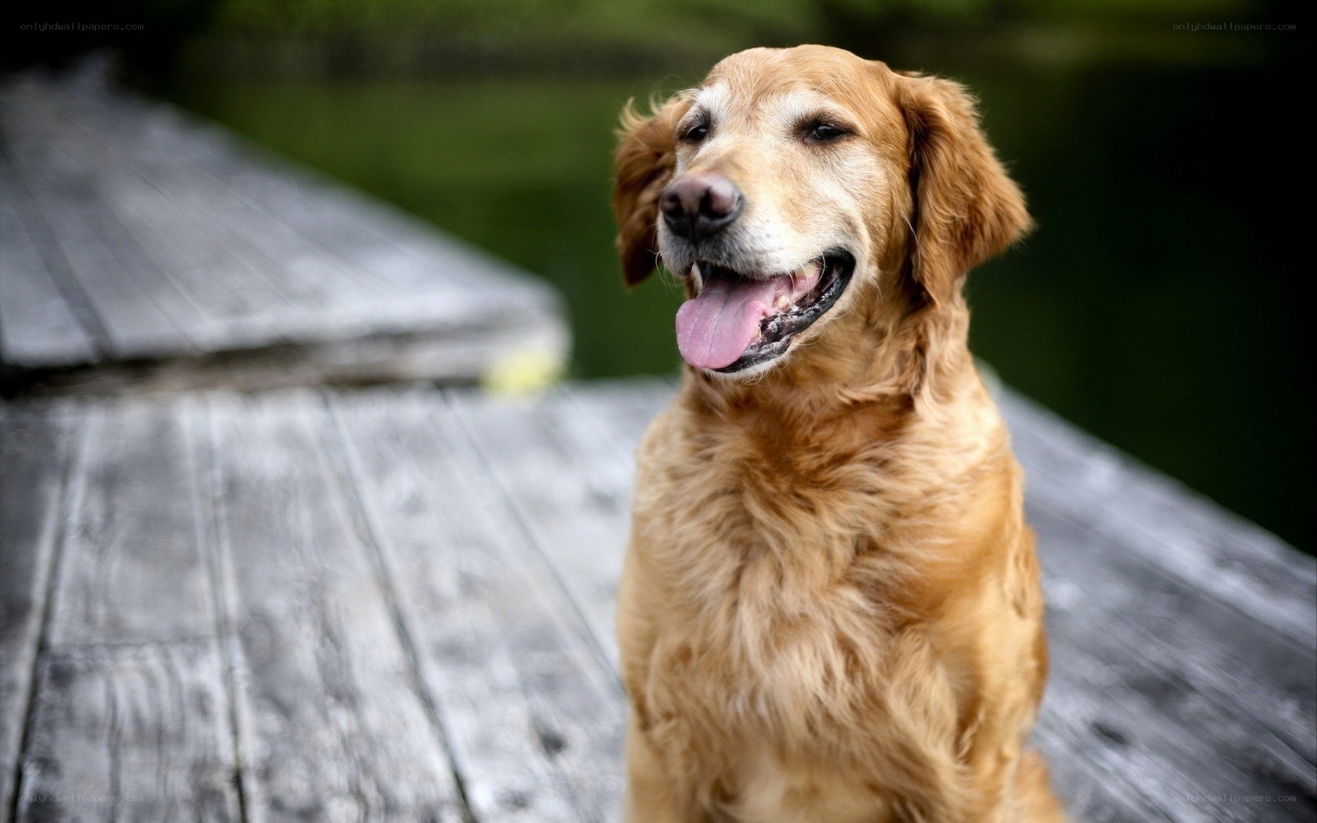 Golden Retriever on a Dock