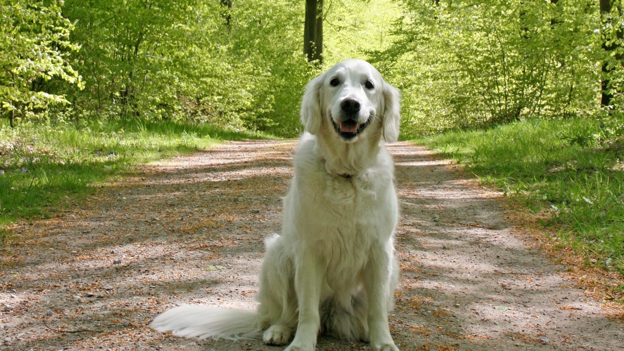 Golden Retriever on a forest path