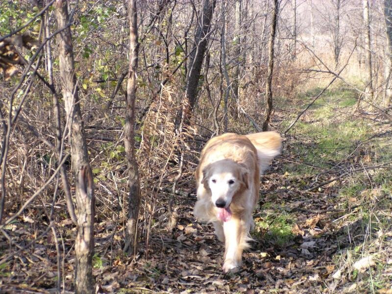 Golden retriever on a forest trail