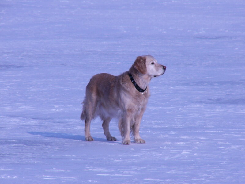Golden Retriever on a frozen lake