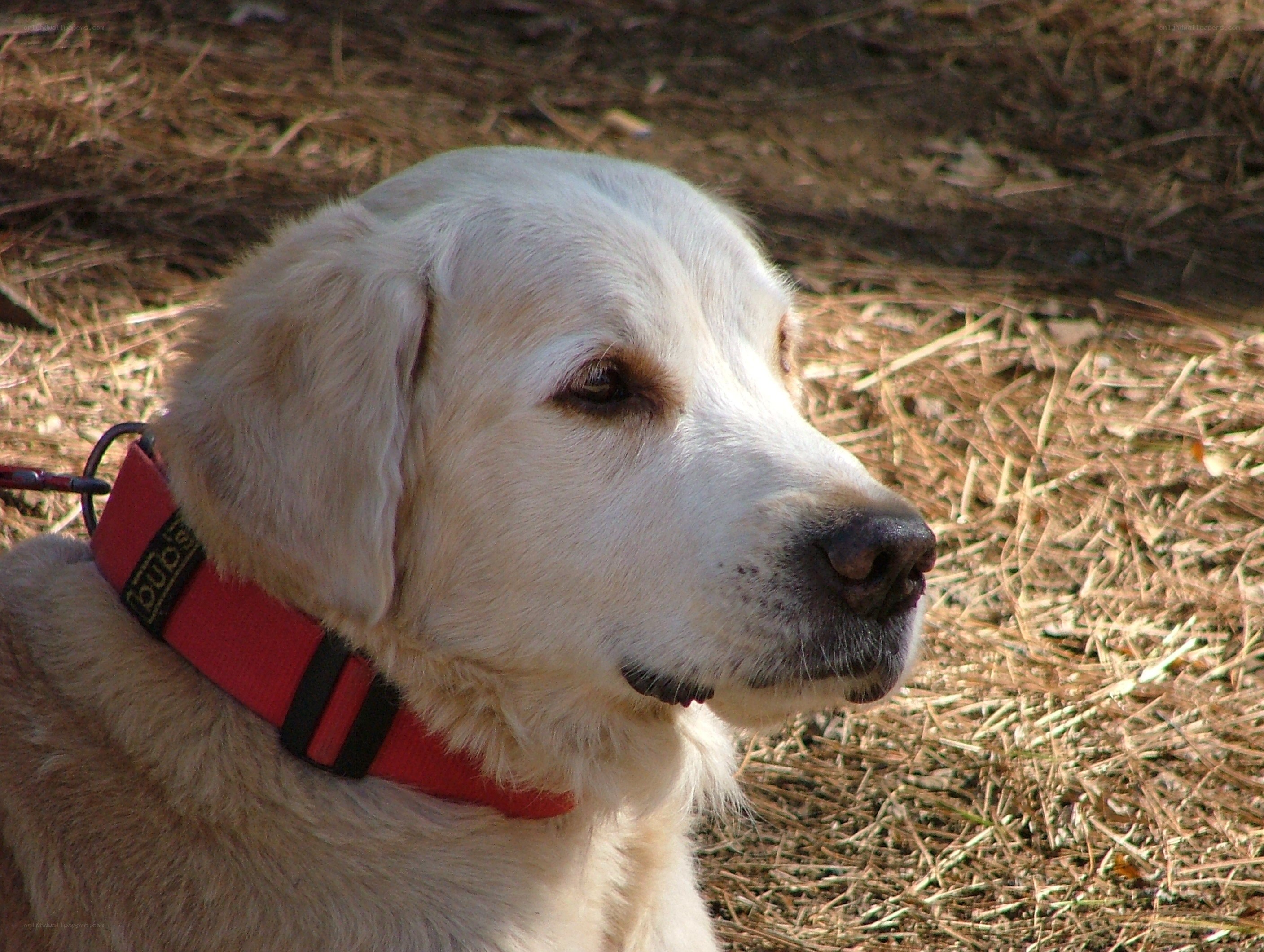 Golden Retriever on a leash