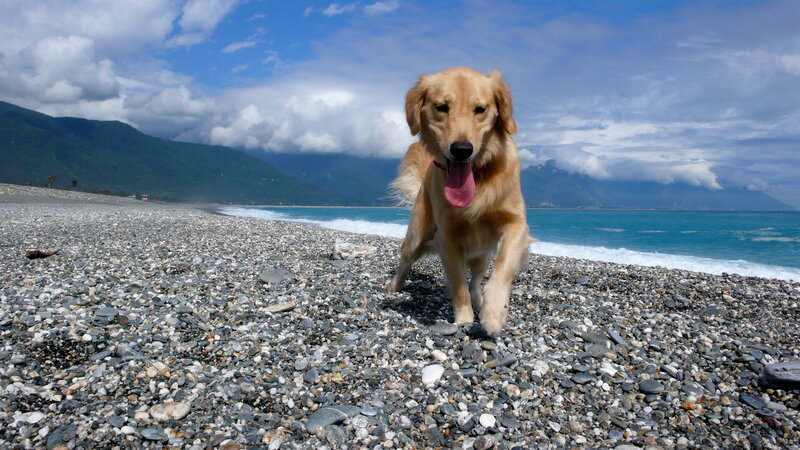 Golden retriever on a pebble beach