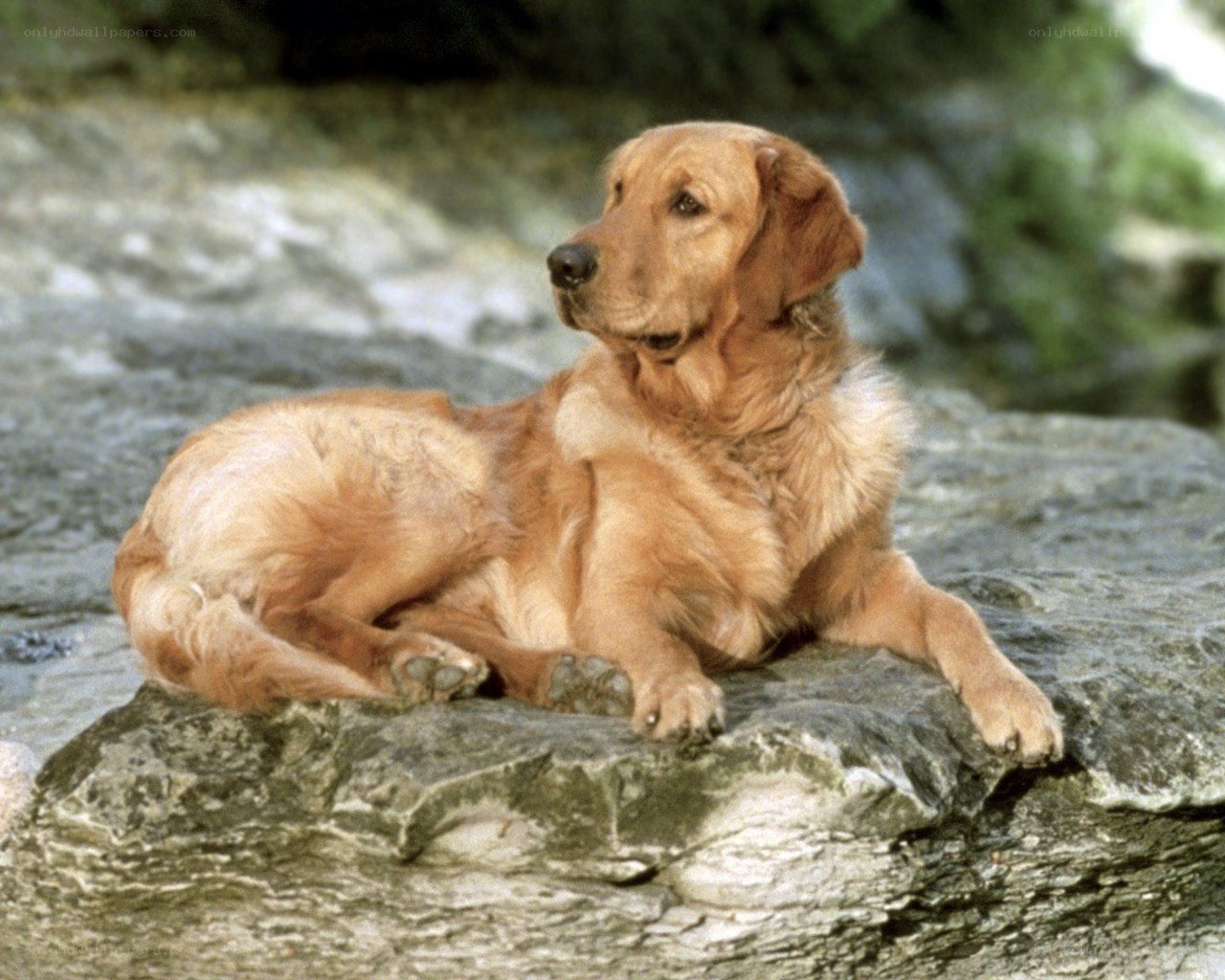 Golden retriever on a rock