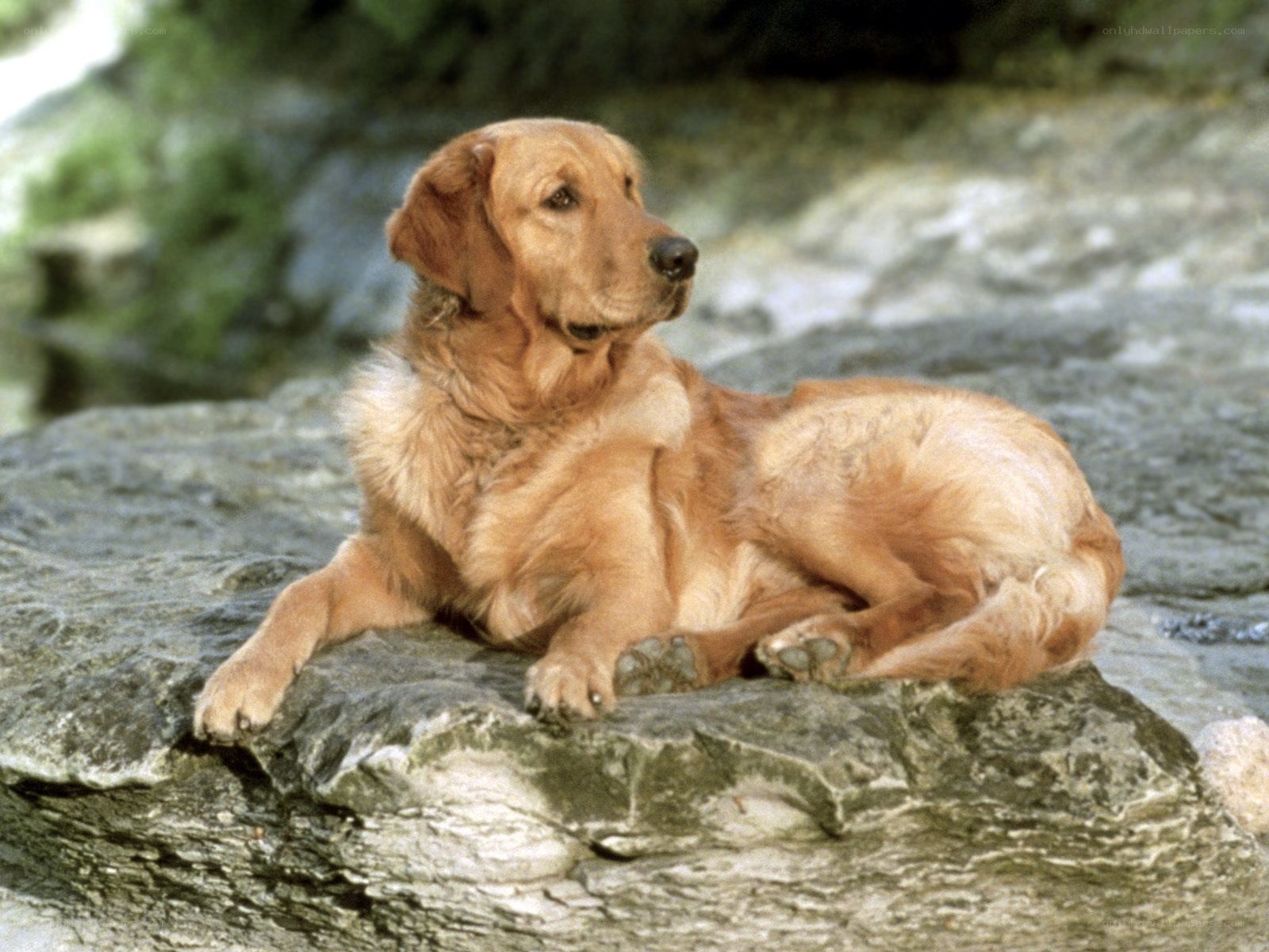 Golden retriever on a rock