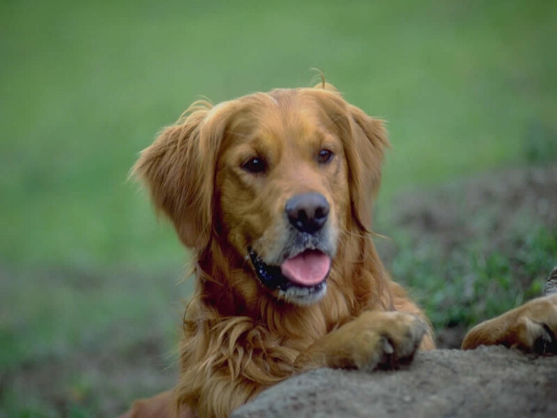 Golden Retriever on a Rock