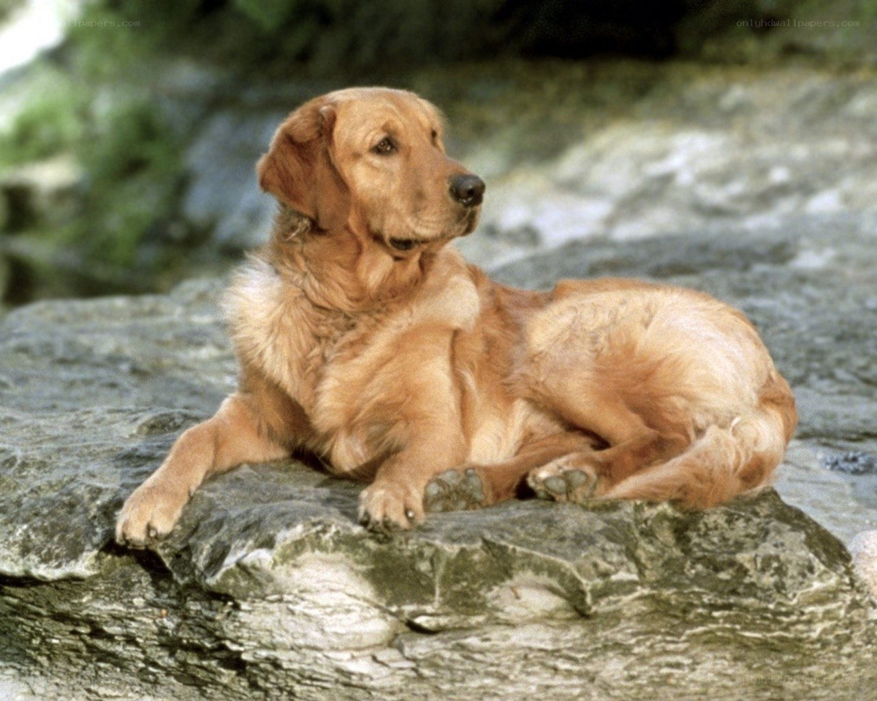 Golden retriever on a rock