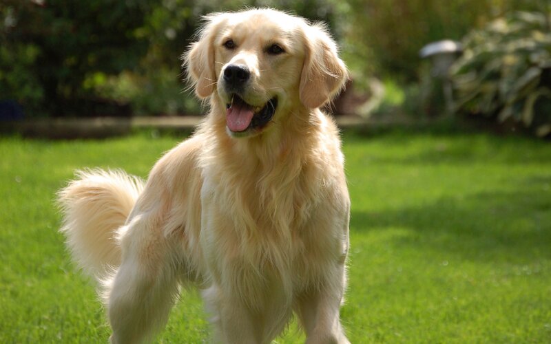 Golden retriever on a sunny lawn