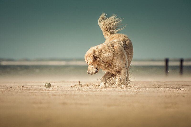 Golden Retriever on Beach — Beige, Active