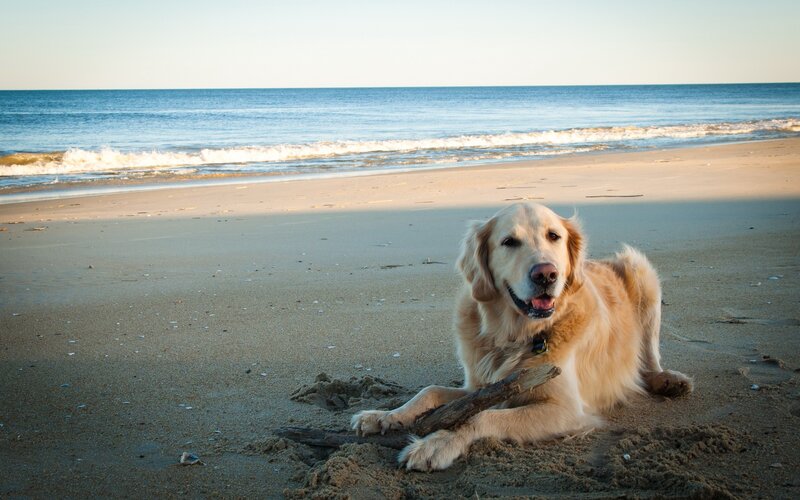 Golden Retriever on Beach — Beige, Calm, Sunset