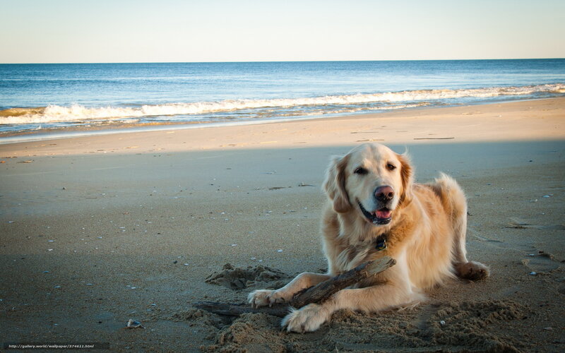 Golden Retriever on Beach — Beige, Serene