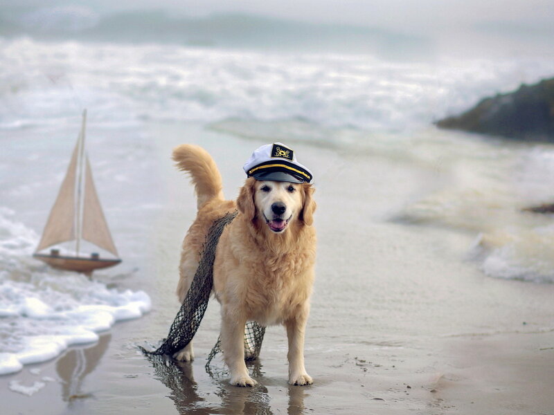Golden Retriever on Beach — Beige