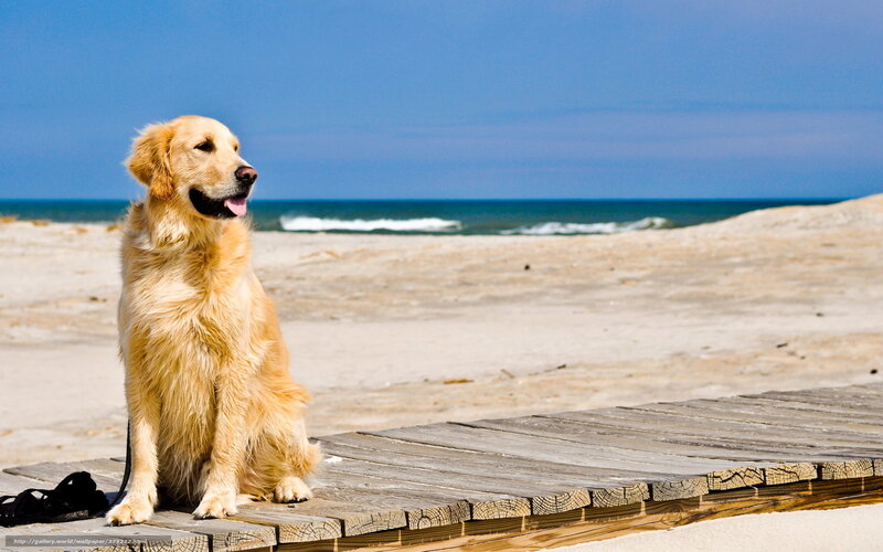 Golden Retriever on Beach — Blue, Serene