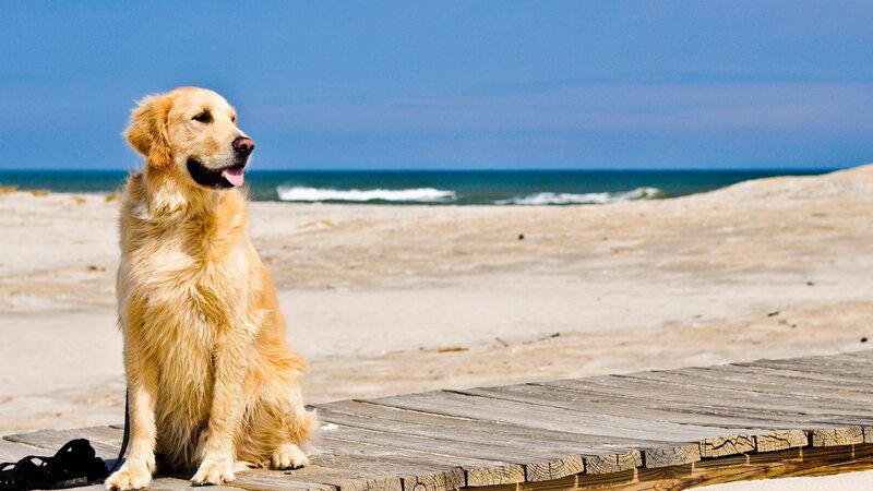 Golden Retriever on Beach — Blue