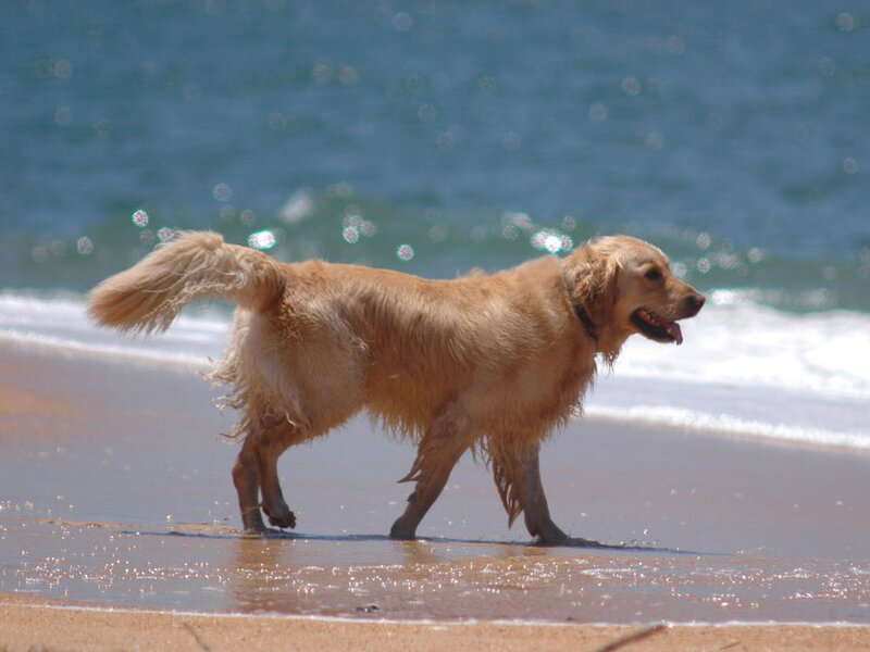 Golden Retriever on Beach — Brown, Active