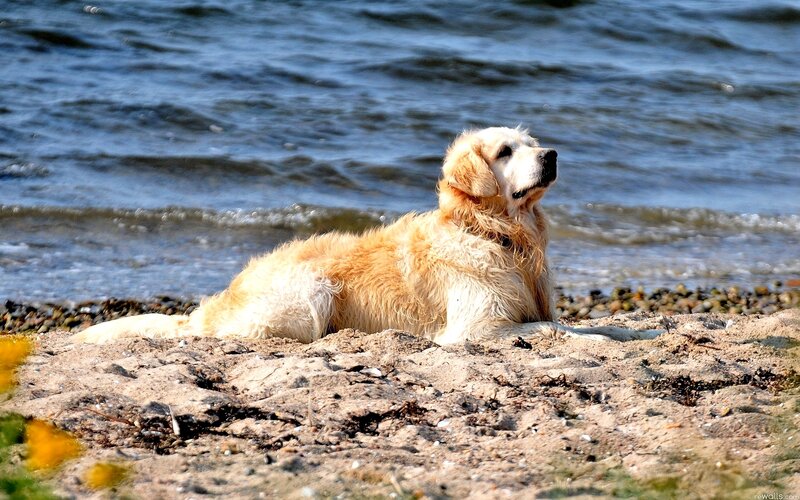 Golden Retriever on Beach — Brown, Calm, Afternoon, Photograph