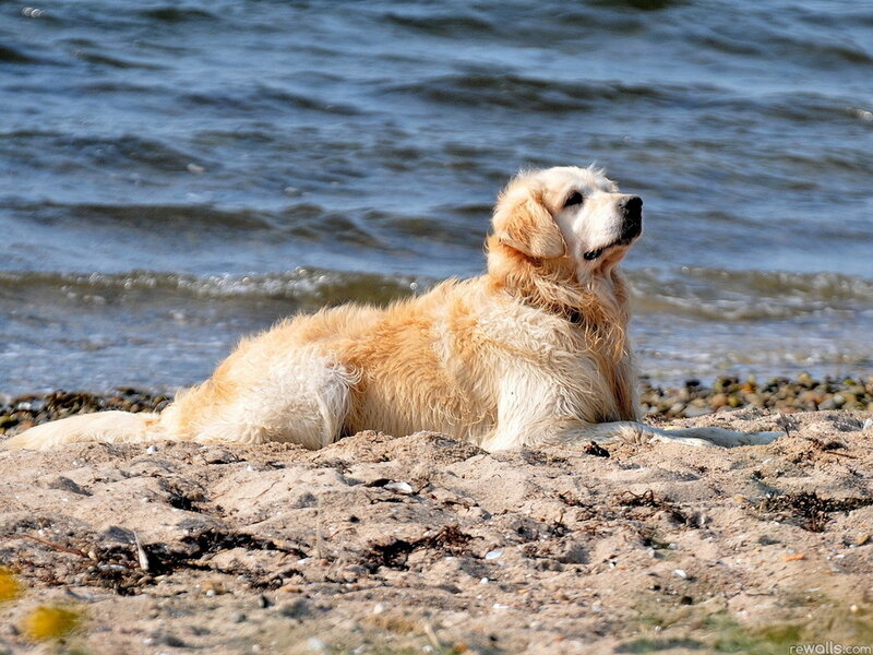 Golden Retriever on Beach — Brown, Calm, Afternoon