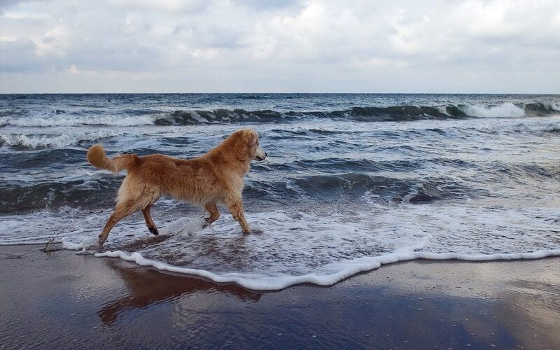 Golden Retriever on Beach — Brown, Calm, Photograph