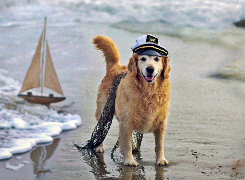 Golden Retriever on Beach — Brown, Playful