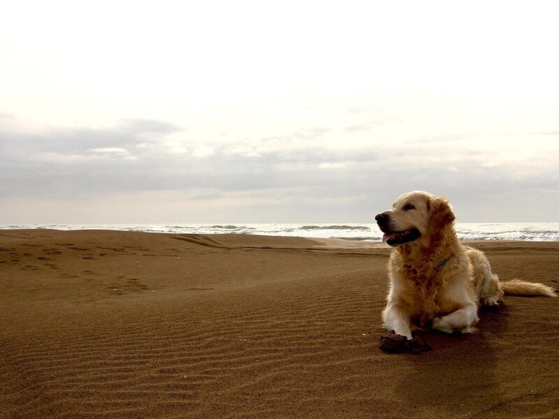 Golden Retriever on Beach — Brown