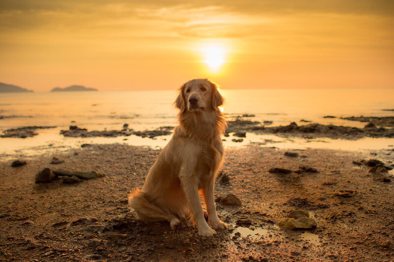 Golden Retriever on Beach — Gold, Serene