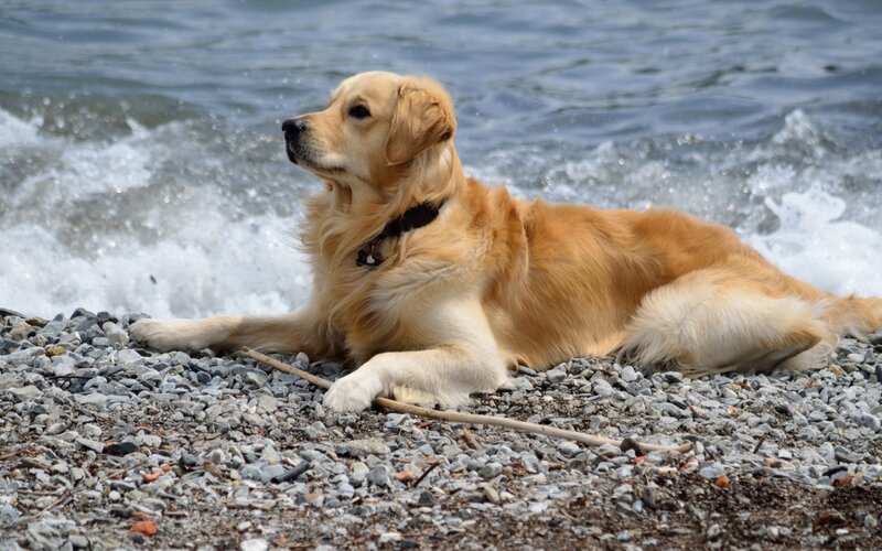 Golden Retriever on Beach — Gold