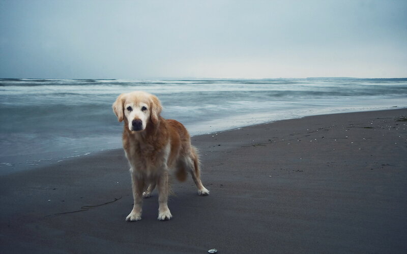 Golden Retriever on Beach — Gray
