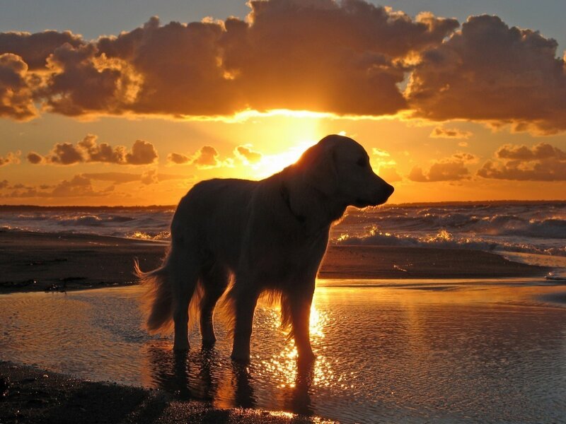 Golden Retriever on Beach — Orange, Serene, Sunset, Photograph, Dog, Ocean, Clouds