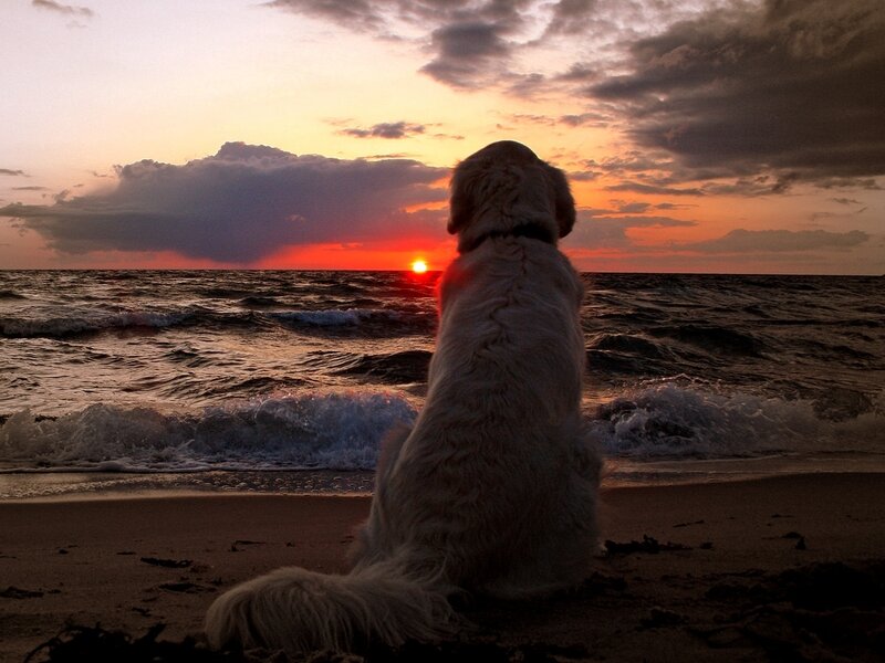 Golden Retriever on Beach — Orange, Serene, Sunset, Photograph, Dog, Ocean, Purple