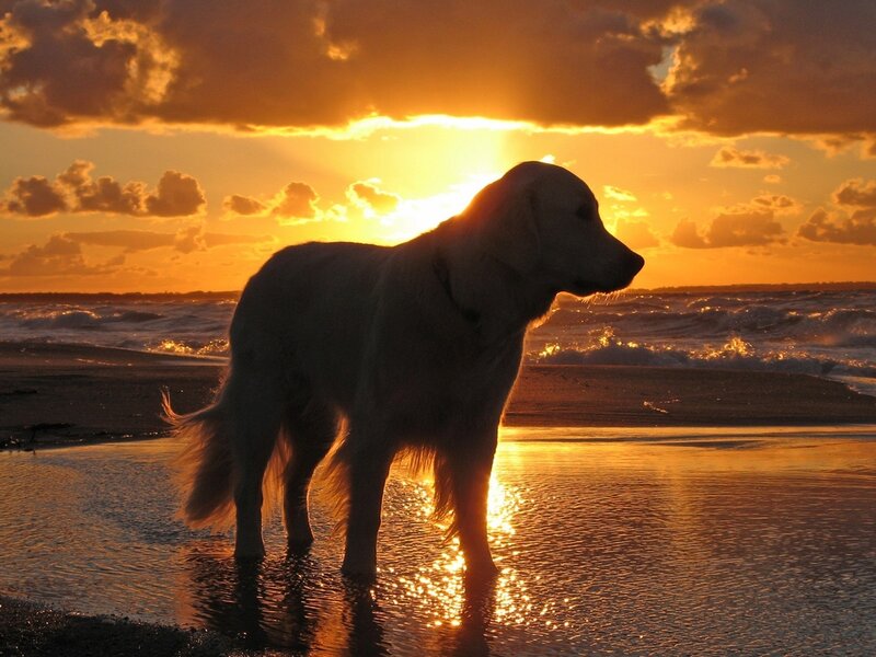 Golden Retriever on Beach — Orange, Serene, Sunset, Photograph, Ocean
