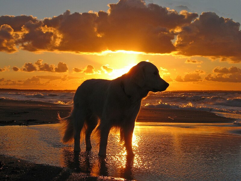Golden Retriever on Beach — Orange, Serene, Sunset