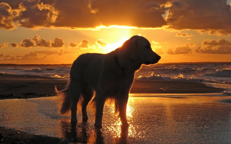 Golden Retriever on Beach — Orange, Serene
